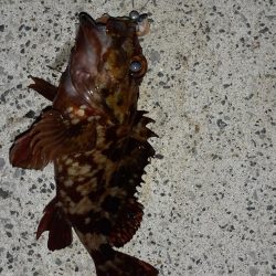 春の観音崎夜釣り