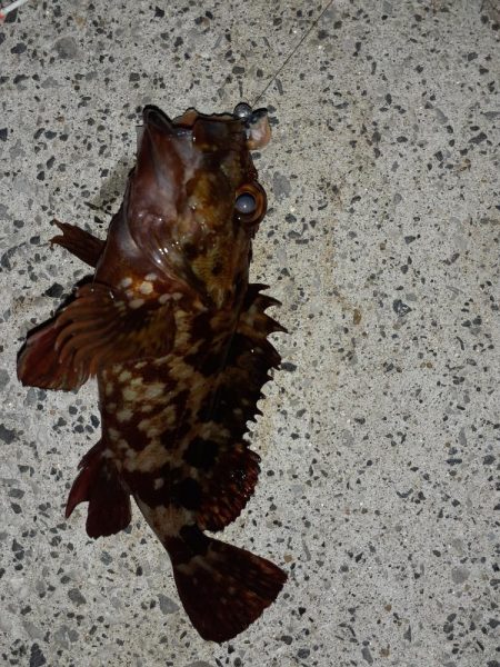 春の観音崎夜釣り