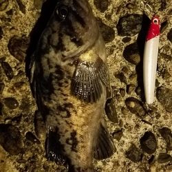 久しぶりのシーバス釣り