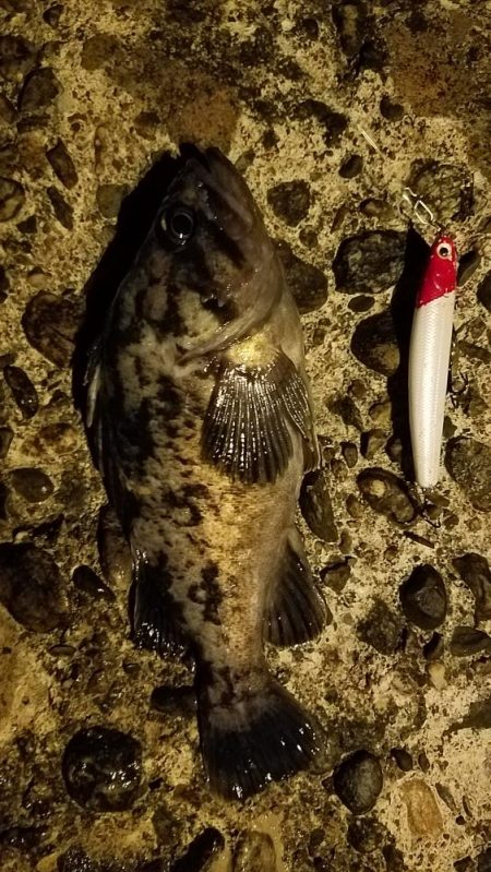 久しぶりのシーバス釣り