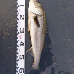 朝のパトロール釣果