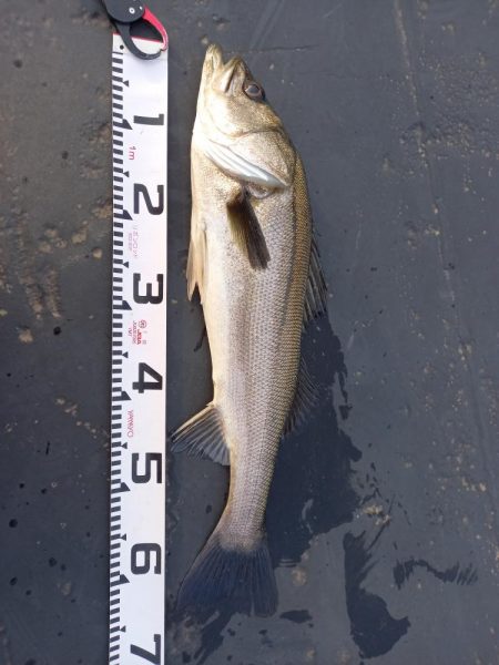 朝のパトロール釣果