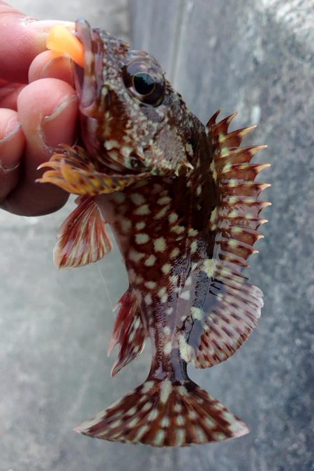 久しぶりの魚