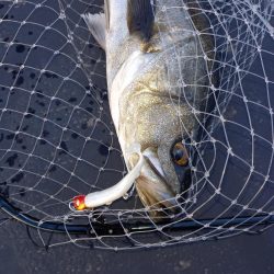 仕事前に朝のパトロール