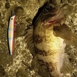 大きいのは何処?