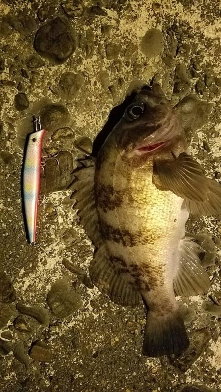 大きいのは何処？