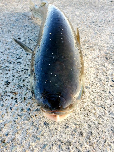 レバーブレーキルアーフィッシング