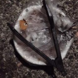 続くアジの不作。。。 ちゅらい(;´д` ) でもボウズって訳ではないのでアタック!!