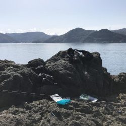 ハマチ50-53cm 3匹