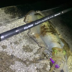 エギング釣行⑥