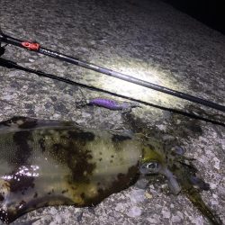 エギング釣行⑦