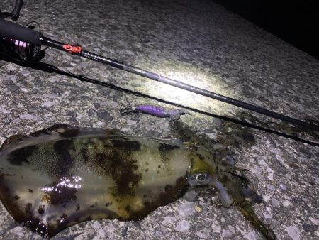 エギング釣行⑦