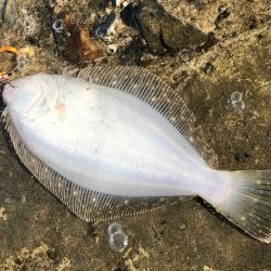 ミニタイラバでソゲ2枚