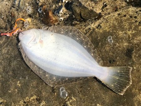 ミニタイラバでソゲ2枚