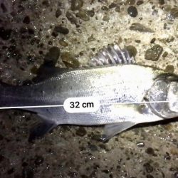 フロートメバリング