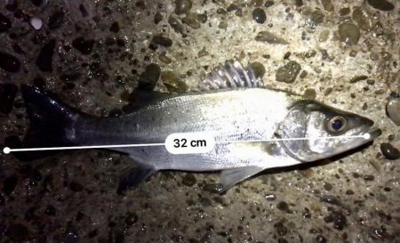 フロートメバリング