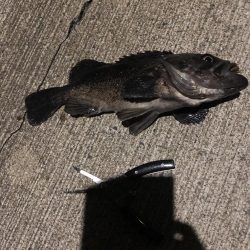 釣り堀で見た事あるやつ