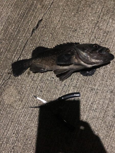 釣り堀で見た事あるやつ