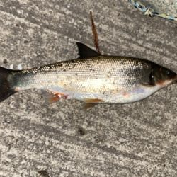 ホタルイカパターン