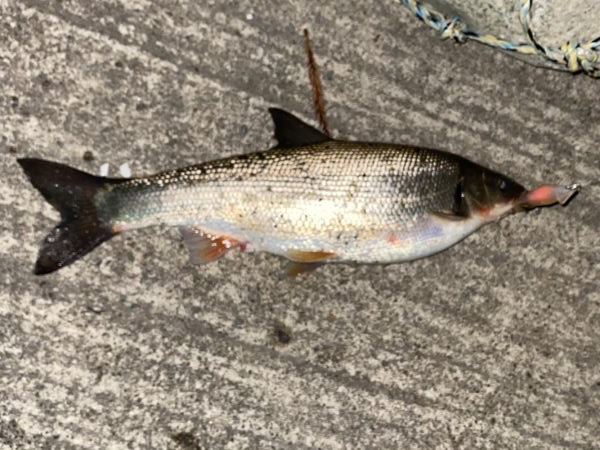 ホタルイカパターン