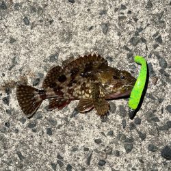 コアマンアルカリでメバリング