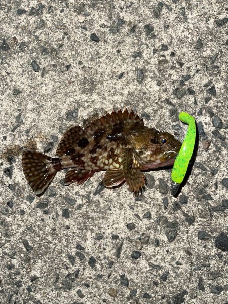 コアマンアルカリでメバリング