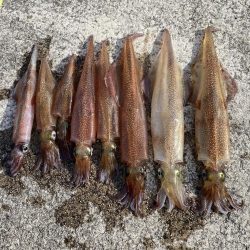 サワラ狙いからのヤリイカ