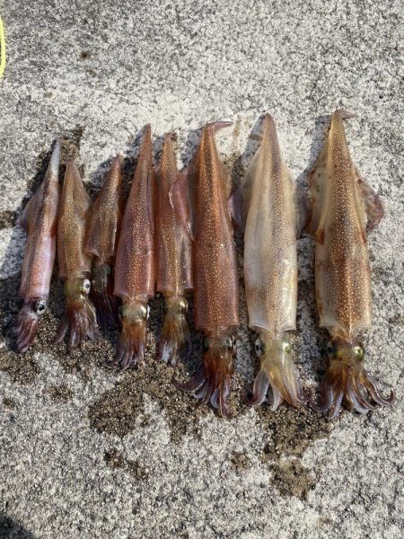 サワラ狙いからのヤリイカ