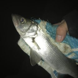 釣れないセイゴ！