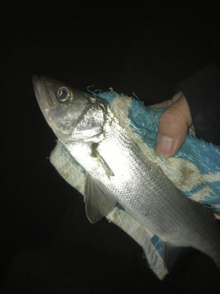 釣れないセイゴ！