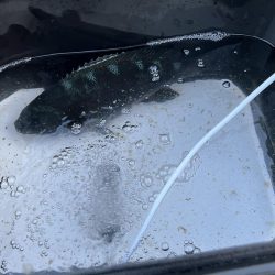 寒グレ！白子ぉーーー！！！