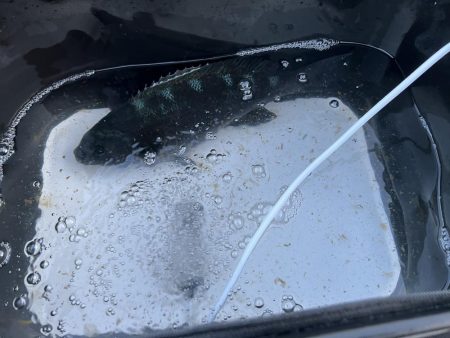 寒グレ！白子ぉーーー！！！