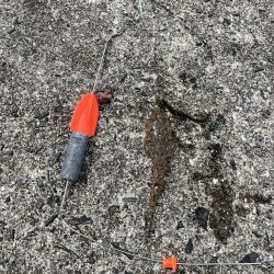 フグとテンコチの猛攻