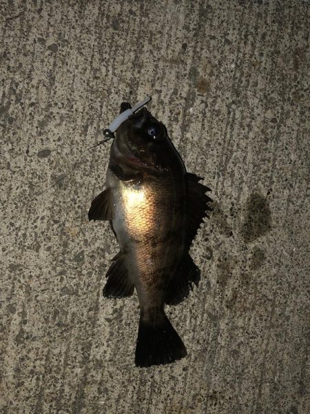 究極、ベビサの1.5！