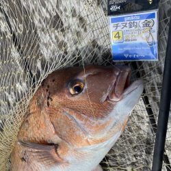 大鯛！サクラマス！