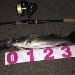 今日はセルテート！！