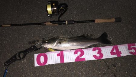 今日はセルテート！！