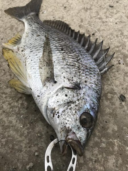 ヘチ釣りでキビレGET