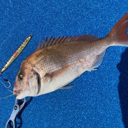 七里でタイラバで鯛ゲット
