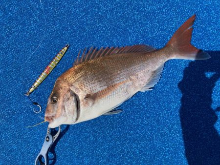 七里でタイラバで鯛ゲット