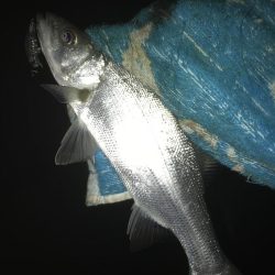 セイゴにチヌ！