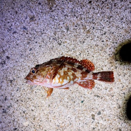 アジを求めてたけど