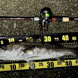 今年初のシーバス（小）