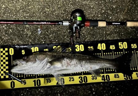 今年初のシーバス（小）