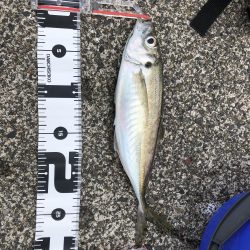 今年初のハッピー