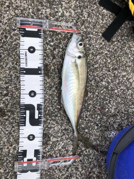 今年初のハッピー