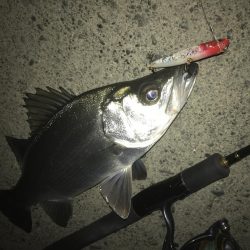 ちょっと大きくなったセイゴ！