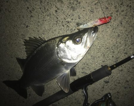 ちょっと大きくなったセイゴ！