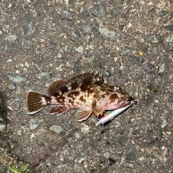 ダイソーシンペン縛り