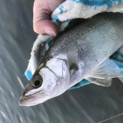 今日もセイゴ！